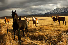 horse farms for sale horse horse ranches 240x159