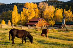 horse ranches for sale horse horse ranches 240x159
