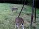 157 Acre Outdoor and Wildlife Paradise Between Tioga and Collinsville