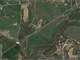 227 Acre Working Ranch Has Cattle Pecans and Hay Field