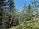 5.3 Acres Close National Forest Photo 4