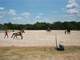 Stunning Horse and Cattle Ranch with Professional Equine Facility Photo 11