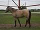 Stunning Horse and Cattle Ranch with Professional Equine Facility Photo 14