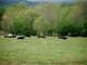 47.11 Acres W 600 Feet Frontage ON Oostanaula River W Established Pasture