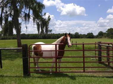 Listing: 9375212, Fort Meade, FL