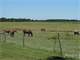 Beautiful Grazing Land in the Florida Panhandle
