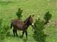 Northern California River Frontage Ranch