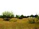 Ranch Land Farm or Home Site