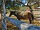 Rare Ranch Property in Bradshaw Mtns. Yavapai County AZ