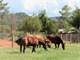 Sedona Horse Property - 6.42 Acres with 3 Homes