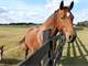 This Ultimate Horse and Cattle Facility Has Everything One Could Want