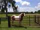 Total Acres with 7 Pastures Perfect for Horses or Cattle. New Fencing