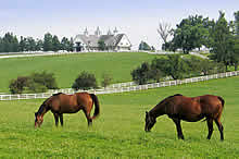 Search Horse Ranches For Sale