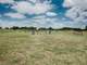 Acre Equestrian Ranch Fully Fenced Lit Arena Stall Poll Barn Photo 4