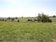 178 Acres 353 Stoney Point Paris Bourbon County Kentucky Photo 8