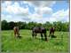 7 Beautiful Acres-Unique Horsehobby Farm Barn with Living Quarters Photo 1