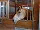 Twelve Acre - 8 Box Stall - Indoor Arena Horse Farm in Southern WI Photo 19