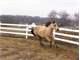 Twelve Acre - 8 Box Stall - Indoor Arena Horse Farm in Southern WI Photo 20