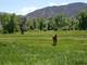 River Frontage in the Cottonwoods Photo 5