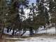 4 Acres Treed with Southern Sun West Divide Photo 10