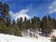 4 Acres Treed with Southern Sun West Divide Photo 2