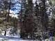 4 Acres Treed with Southern Sun West Divide Photo 3