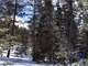 4 Acres Treed with Southern Sun West Divide Photo 3