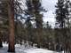 4 Acres Treed with Southern Sun West Divide Photo 5