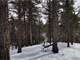 4 Acres Treed with Southern Sun West Divide Photo 8