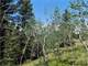 5.3 Acres Close National Forest Photo 4