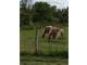 Reduced Equine Estate W Private Lake In-Law Suite More Motivated Seller Photo 7