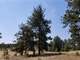 Gently Rolling with the Perfect Mix Tall Pine Trees and Open Meadows Photo 8