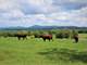 Horse Ranch Cattle Ranch Prime Pasture National Forest New Riding Arena Photo 17