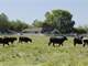 Wilson Ranch 191 Acres Custom Home Arena Barns Pasture - Northern CA Photo 16