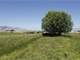 Wilson Ranch 191 Acres Custom Home Arena Barns Pasture - Northern CA Photo 7