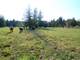 Incredible Custom Equestrian Dream Farm Photo 4