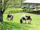 Beautiful Horse Facility in Ellijay Mountains