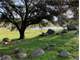 Land 4.51 Gentle Rolling Acres Gated Horse Community Seasonal Lake View