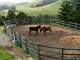 Reduced Home Horses and Views in Bodega