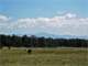 The Land a Nice Mix Old Growth Pine Trees and Open Meadows